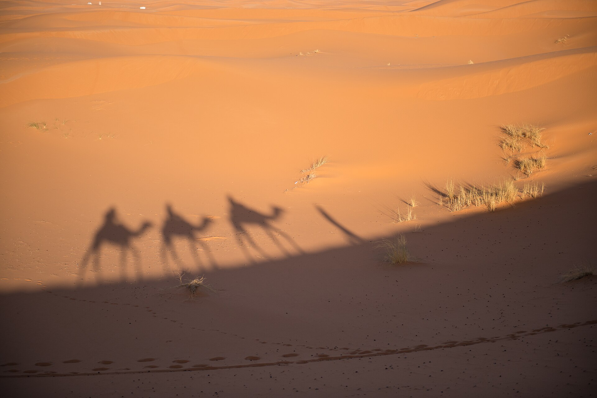 Ombres d’une caravane de dromadaires sur les dunes de l’Erg Chebbi